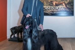 Dogs in Poses
